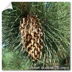 Pinus coulteri